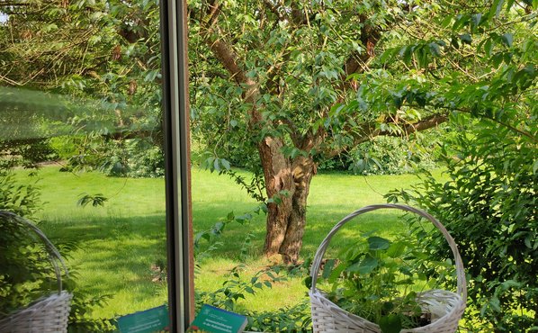 Baum und Rasen, Natur